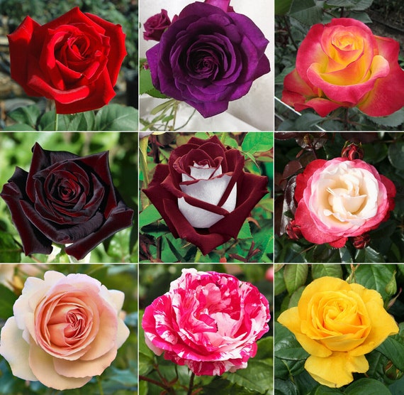 Mixed Rose Petals Rosa spp. Seeds for Planting in Flower Bed & Garden
