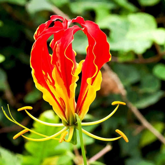 Red Yellow Gloriosa Rothschildiana Flower seeds for Planting - Fragrant Blossoms, Heirloom & GMO Free Seeds for Home Garden