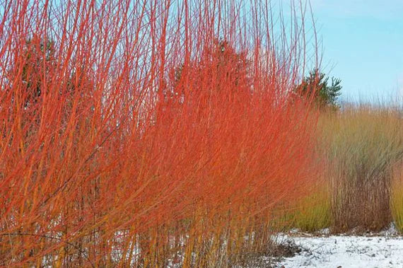 Flame Willow Flower seeds for Planting - Shade Tolerant, Heirloom & GMO Free Seeds for Home Garden