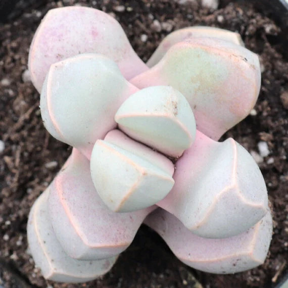 Sea Green Lapidaria Margaretae Flower seeds for Planting - Cut Flower Favorite, Heirloom & GMO Free Seeds for Home Garden