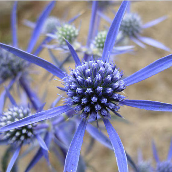 Eryngium Flower seeds for Planting - Colorful Display, Heirloom & GMO Free Seeds for Home Garden