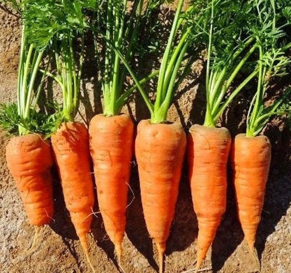 Red Cored Chantenay Carrot Seeds for Tender, Sweet Carrots