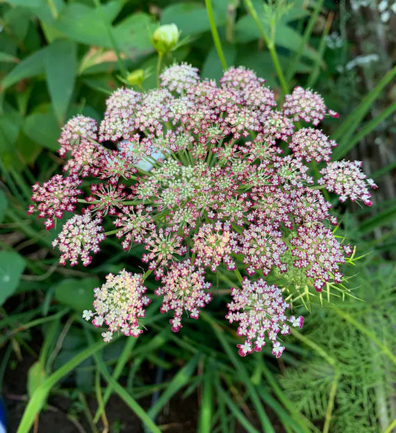 Mixed Dara Anne's Lace Flower seeds for Planting - Pollinator Friendly, Heirloom & GMO Free Seeds for Home Garden