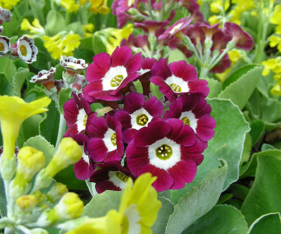 Mixed Auricula Flower seeds for Planting - Long Bloom Season, Heirloom & GMO Free Seeds for Home Garden
