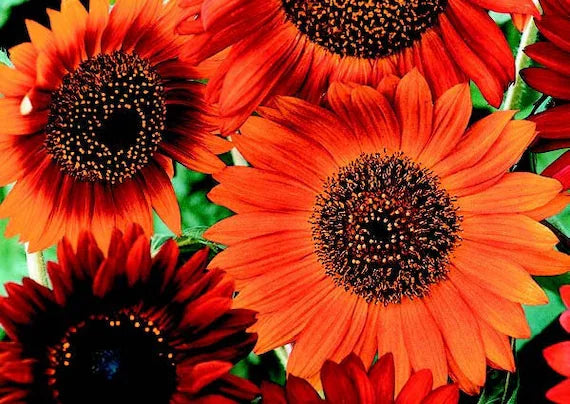 Yellow Red SunFlower seeds for Planting - Garden Favorite, Heirloom & GMO Free Seeds for Home Garden