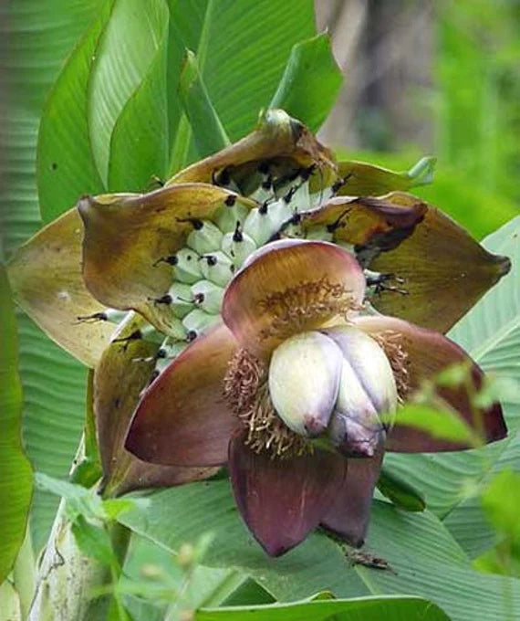 Ensete Superbum Cliff Banana Seeds
