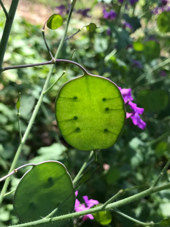 Green Lunaria Flower seeds for Planting - Premium Quality, Heirloom & GMO Free Seeds for Home Garden
