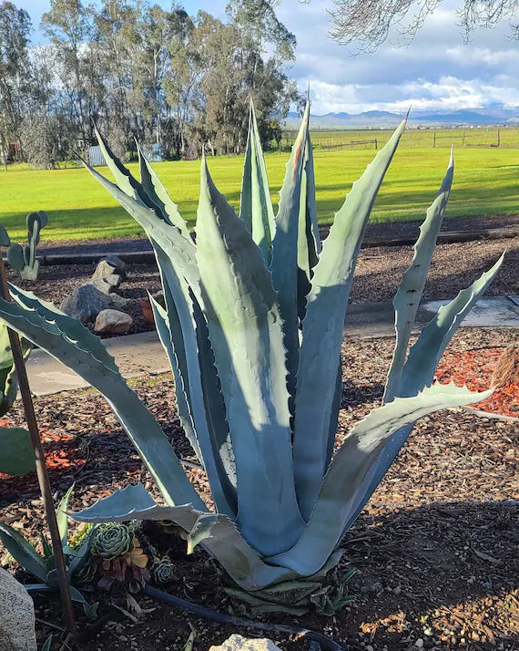 Silver Agave Flower seeds for Planting - Hardy Variety, Heirloom & GMO Free Seeds for Home Garden