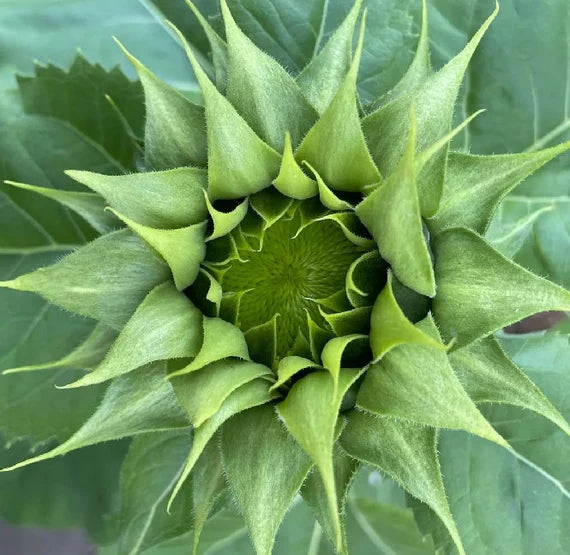 Green SunFlower seeds for Planting - Sun Loving, Heirloom & GMO Free Seeds for Home Garden
