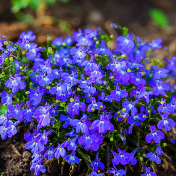 Blue Marine Flower seeds for Planting - Hardy Variety, Heirloom & GMO Free Seeds for Home Garden