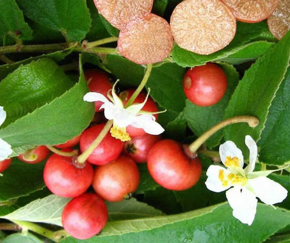 Muntingia Fruit Seeds for Planting  Grow Delicious Tropical Fruits in Your Garden
