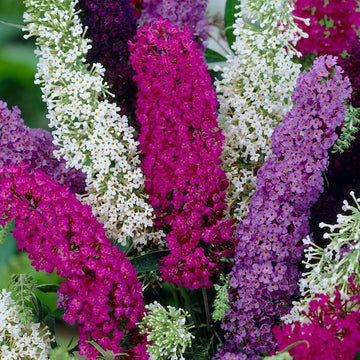 Mixed Butterfly Bush Flower seeds for Planting - Hardy Variety, Heirloom & GMO Free Seeds for Home Garden