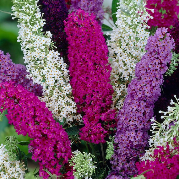 Mixed Butterfly Bush Flower seeds for Planting - Hardy Variety, Heirloom & GMO Free Seeds for Home Garden