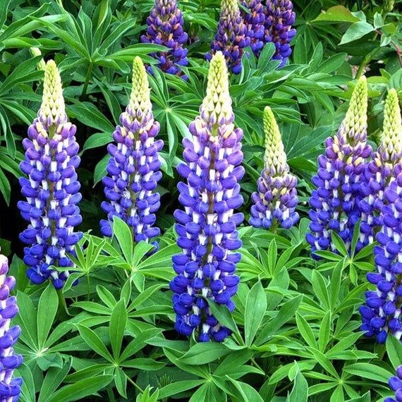 Purple Arroyo Lupine Flower seeds for Planting - Premium Quality, Heirloom & GMO Free Seeds for Home Garden