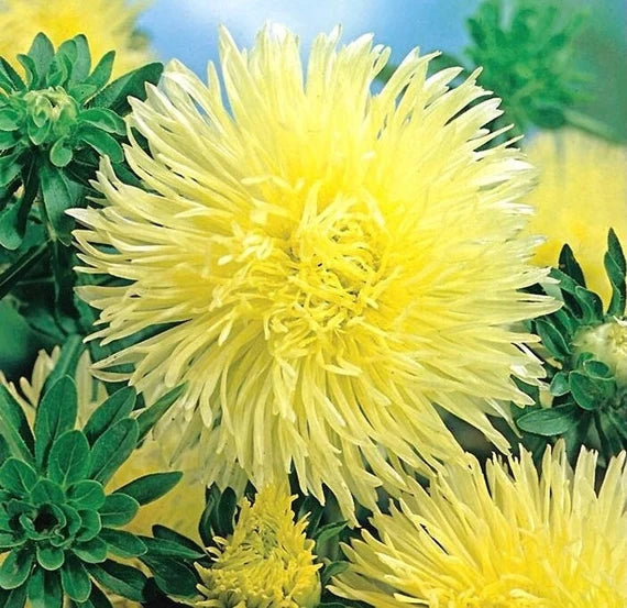 Dark Yellow China Aster Flower Seeds for Planting Premium Quality Heirloom & GMO Free Seeds for Home Garden
 
 Sale