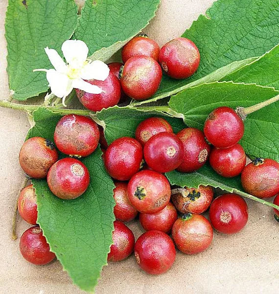 Muntingia Fruit Seeds for Planting  Grow Delicious Tropical Fruits in Your Garden