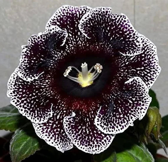 Black White Gloxinia Flower seeds for Planting - Hardy Variety, Heirloom & GMO Free Seeds for Home Garden