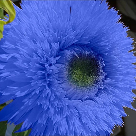 TEDDYB Sonnenblumensamen Seeds for Cute, Small Sunflowers