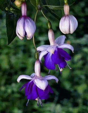 Blue Fuchsia Flower seeds for Planting - Vibrant Colors, Heirloom & GMO Free Seeds for Home Garden