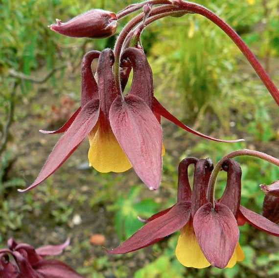 Buergeriana Flower seeds for Planting - Fragrant Blossoms, Heirloom & GMO Free Seeds for Home Garden