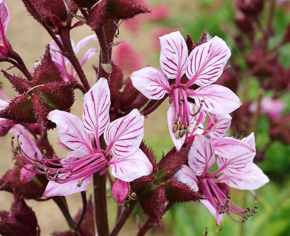 Gas Plant Dictamnus albus Seeds for Planting in Flower Bed & Garden