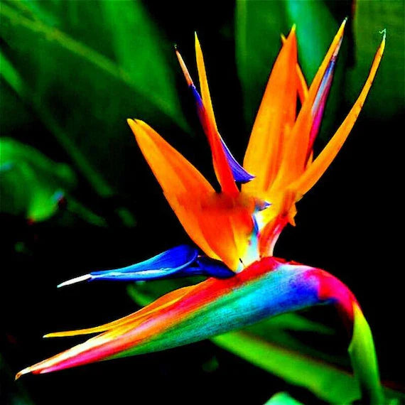 Orange Blue Strelitzia Reginae Flower seeds for Planting Easy to Grow Heirloom & GMO Free Seeds for Home Garden