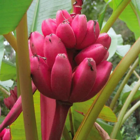 Pink Banana Planting Seeds - Tropical Garden Essential