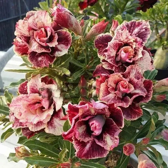 Cream Maroon Rose Flower Seeds for Planting Colorful Display Heirloom & GMO Free Seeds for Home Garden
 
 Sale