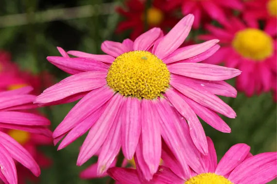 Pink Robinsons Flower seeds for Planting - Cut Flower Favorite, Heirloom & GMO Free Seeds for Home Garden