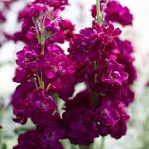 Purple Matthiola Flower seeds for Planting - Shade Tolerant, Heirloom & GMO Free Seeds for Home Garden