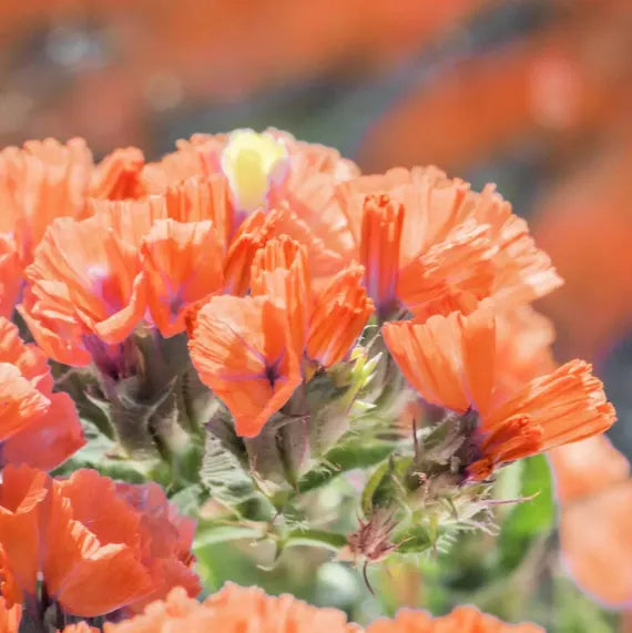 Limonium Sinuatum Flower seeds for Planting - Vibrant Colors, Heirloom & GMO Free Seeds for Home Garden