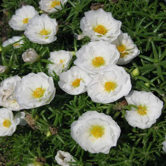 White Portulaca Flower seeds for Planting - Hardy Variety, Heirloom & GMO Free Seeds for Home Garden