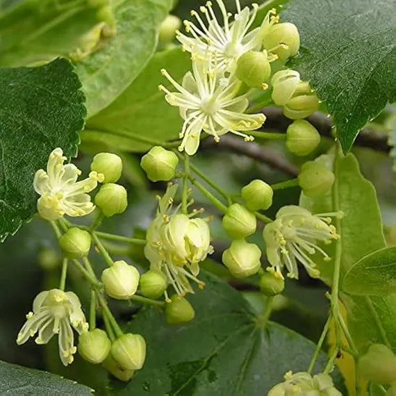 Green Linden Tree Seeds for Planting  Grow Majestic Trees in Your Garden