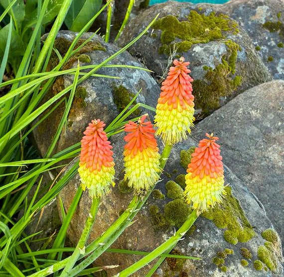 Fresh Caulescens Flower seeds for Planting - Wildflower Mix, Heirloom & GMO Free Seeds for Home Garden