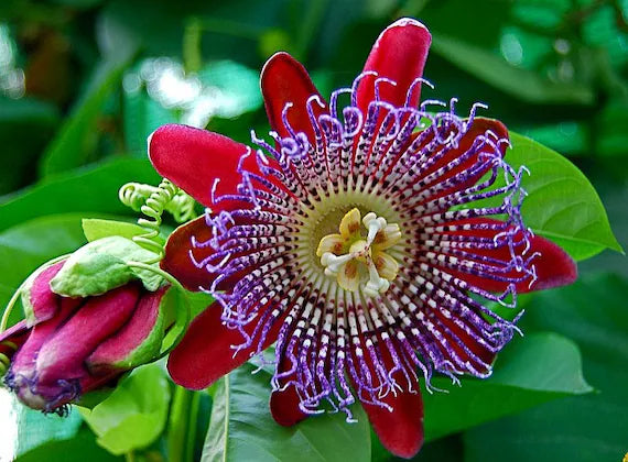 Riesengranadilla Flower seeds for Planting - Garden Favorite, Heirloom & GMO Free Seeds for Home Garden