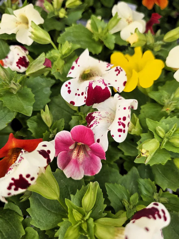 White Mimulus Hybridus Flower seeds for Planting - Seasonal Bloomer, Heirloom & GMO Free Seeds for Home Garden