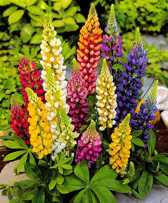 Lupine Flower seeds for Planting Drought Tolerant Heirloom & GMO Free Seeds for Home Garden