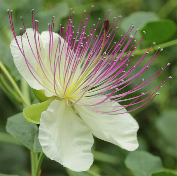 Purple Caper Bush Flower seeds for Planting - Low Maintenance, Heirloom & GMO Free Seeds for Home Garden