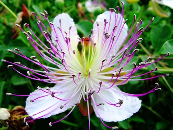 White Capparis Flower seeds for Planting - Sun Loving, Heirloom & GMO Free Seeds for Home Garden