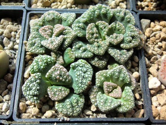 Sea Green Titanopsis Hugo-Schlechteri Flower seeds for Planting - Garden Favorite, Heirloom & GMO Free Seeds for Home Garden