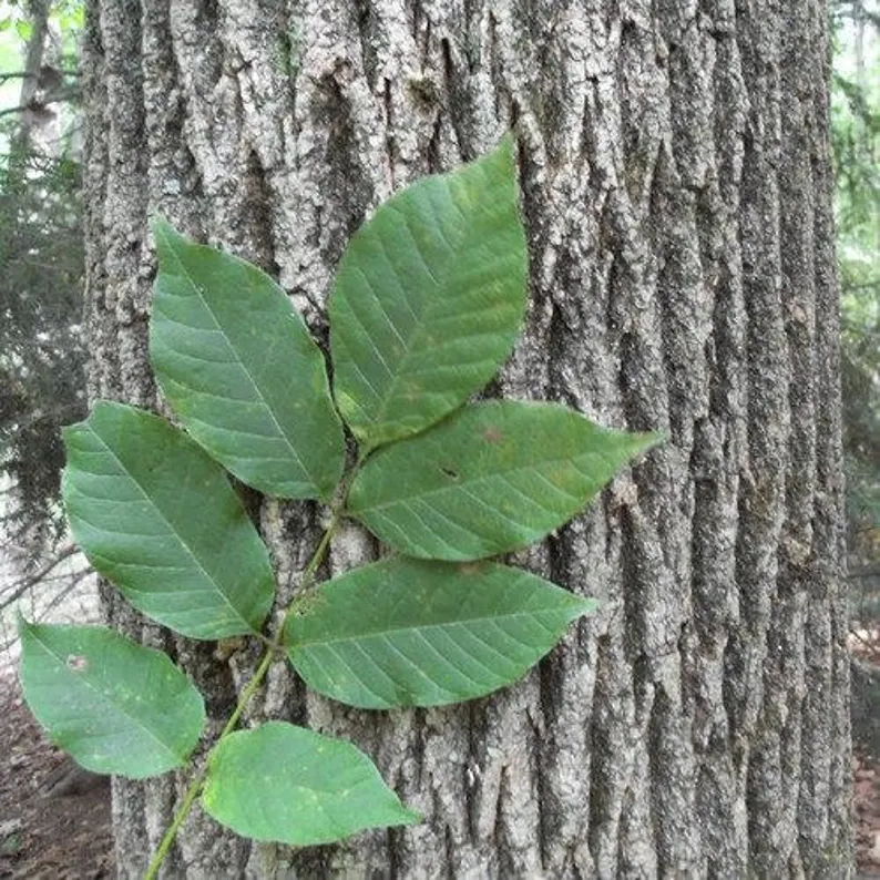 Grow Majestic American White Ash Trees from Seeds