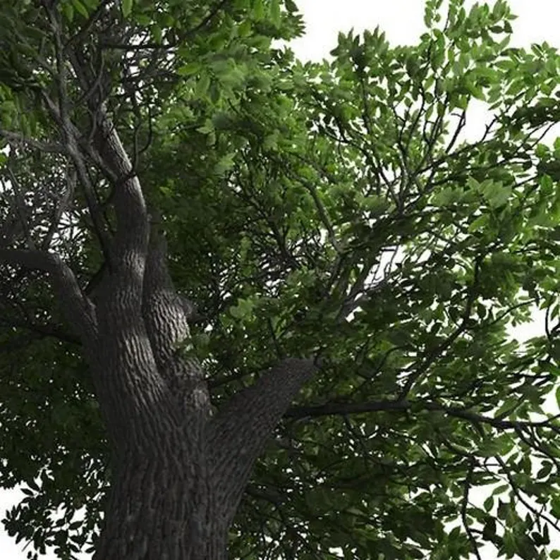 Grow Majestic American White Ash Trees from Seeds