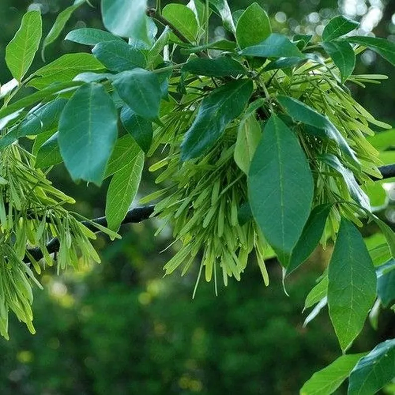 Grow Majestic American White Ash Trees from Seeds