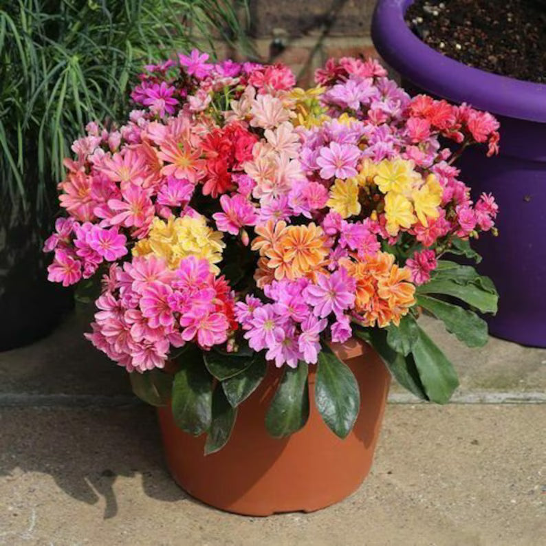 Lewisia Cotyledon Flower seeds for Planting - Garden Favorite, Heirloom & GMO Free Seeds for Home Garden