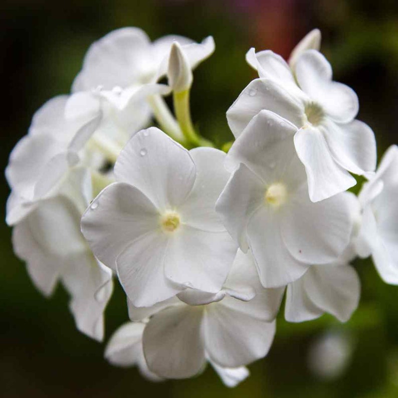 Drummondii Flower seeds for Planting Fragrant Blossoms Heirloom & GMO Free Seeds for Home Garden 
 
 Sale for planting in home garden