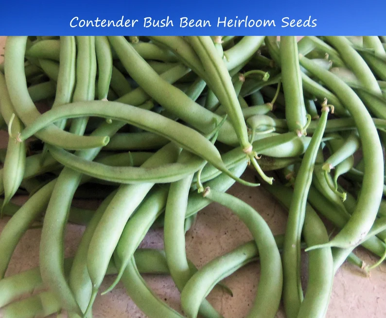 Nutritious Bean Seeds For Planting Vegetable Seeds