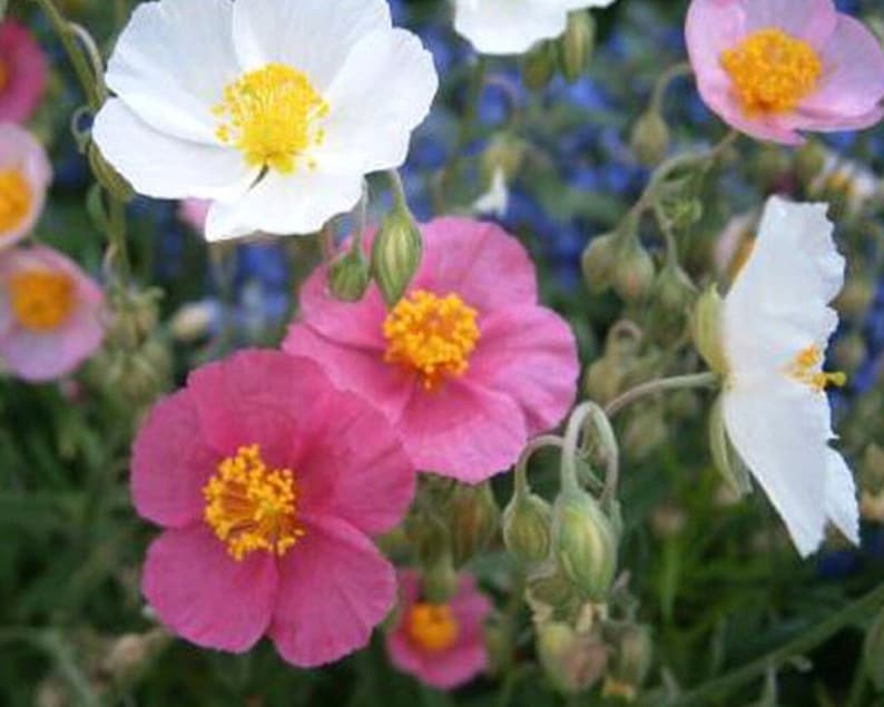 Mixed Helianthemum Rock Rose Flower seeds for Planting - Bright Blooms, Heirloom & GMO Free Seeds for Home Garden