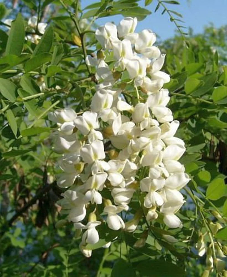 Sophora Japonica Tree Seeds Planting