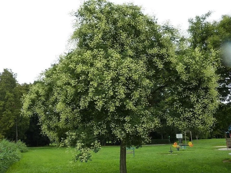 Sophora Japonica Tree Seeds Planting