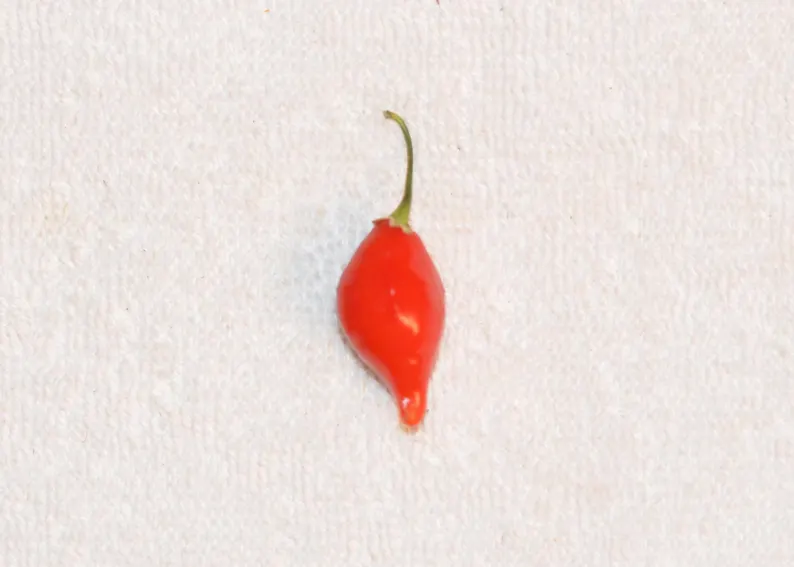 Chupetinha Pepper Planting Vegetable Seeds For Tiny Heat